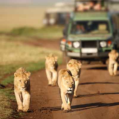 Best Of Kenya Safari South Africa