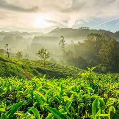 Munnar Gateway