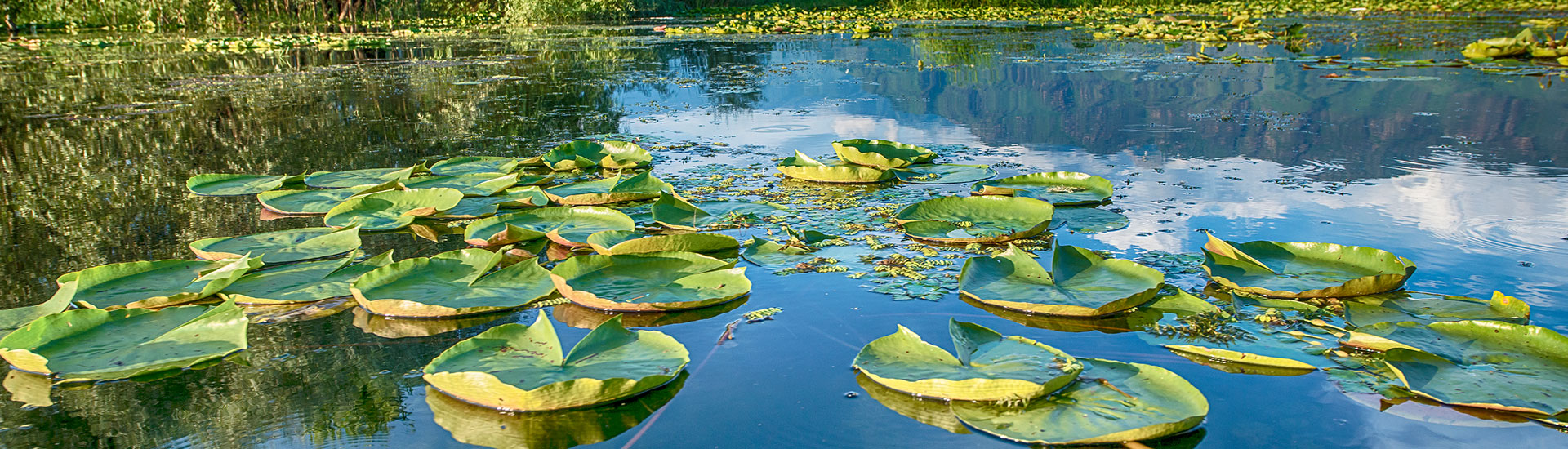 Kashmir