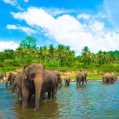 Amazing Kerala
