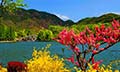 Kashmir Bliss