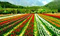 Rediscover Kashmir 